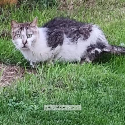 Photo 1/1 Found cat Found in Retiers