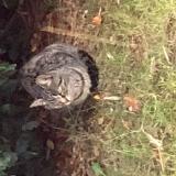 Picture of cat found at Saint Gregoire