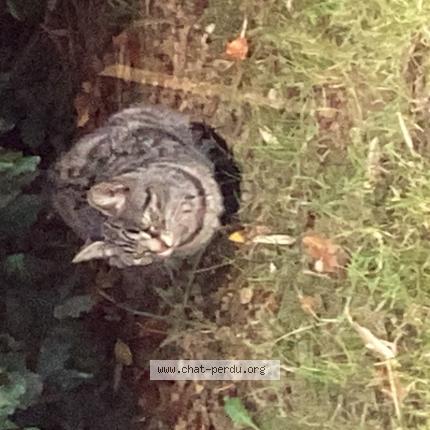 Photo 1/1 Found cat Found in Saint gregoire