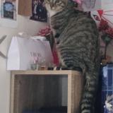 Picture of cat lost at Grigny Sur Rhone