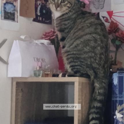 Photo 1/1 L&eacute;o Chat lost in Grigny sur rhone