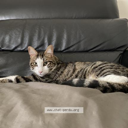 Photo 1/1 Chancy Chat lost in Neuilly sur seine