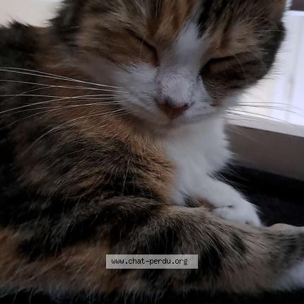 Photo 1/1 Nala Chat lost in Yerville