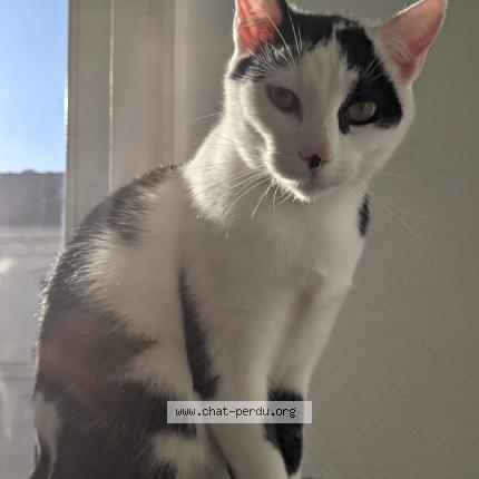 Photo 1/1 Biggy Chat lost in Lille