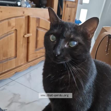 Photo 1/1 Mouchette Chat lost in Henin beaumont