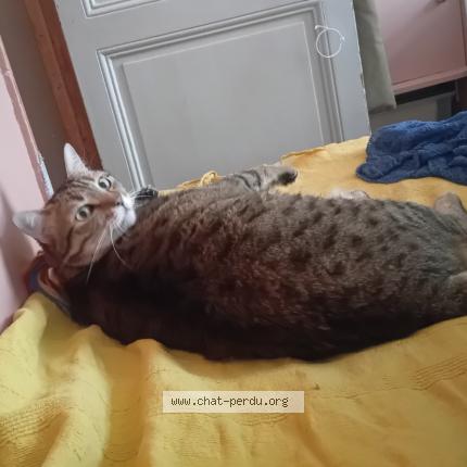 Photo 1/1 Râga Chat lost in Paris