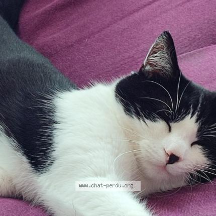 Photo 1/1 Shiki Chat lost in Richeling