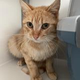 Picture of cat lost at Brest