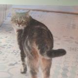 Picture of cat lost at Martigny