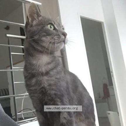 Photo 1/1 Dypsie Chat lost in Brest