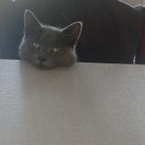 Picture of cat lost at Rouge