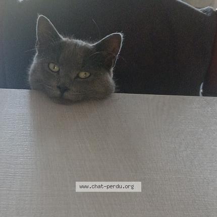 Photo 1/1 Heinly Chat lost in Rouge