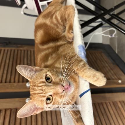 Photo 1/1 Ti-punch Chat lost in Ouezy