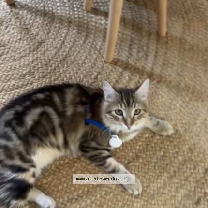 Photo 1/1 Petit chat Chat lost in Montlhery