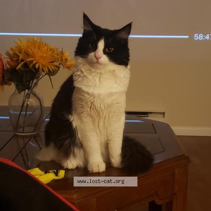 Photo 1/1 Sumo Chat lost in Fairfield