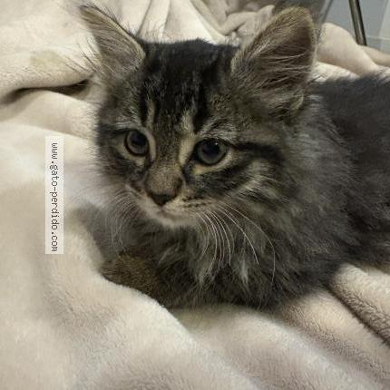 Photo 1/1 Julieta Chat lost in Santiago las condes