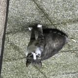 Picture of cat found at La Haye