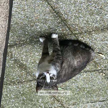 Photo 1/1 Found cat Found in La haye