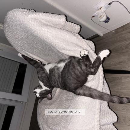 Photo 1/1 Olaf Chat lost in Trelissac