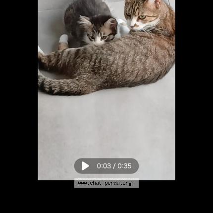 Photo 1/1 Zola Chat lost in Plouarzel