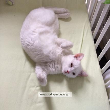 Photo 1/1 Maestro Chat lost in Agde