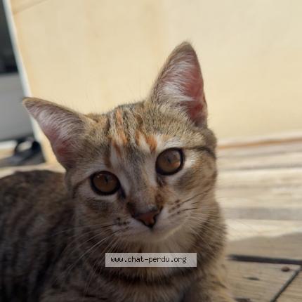 Photo 1/1 Enna Chat lost in Noyant