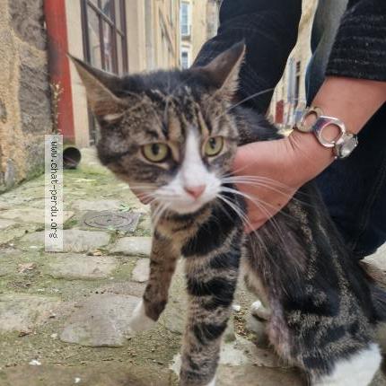 Photo 1/1 Found cat Found in Le mans