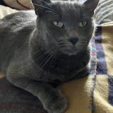 Picture of cat lost at Ozoir La Ferriere