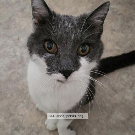 Photo 1/1 Nestor Chat lost in Gurmels