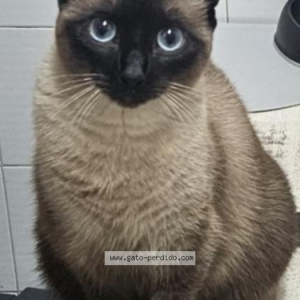 Photo 1/1 Minet Chat lost in Astigarraga