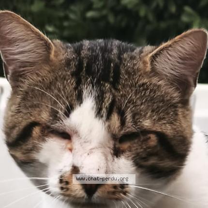 Photo 1/1 Bogota Chat lost in Luce