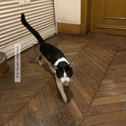 Photo 1/1 Found cat Found in Paris