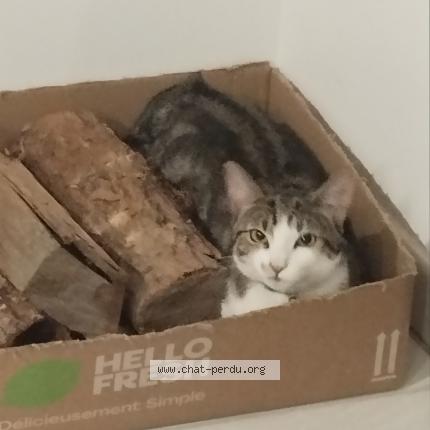 Photo 1/1 Yoko Chat lost in Meursac