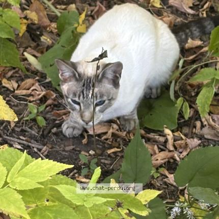 Photo 1/4 Found cat Found in Quebec