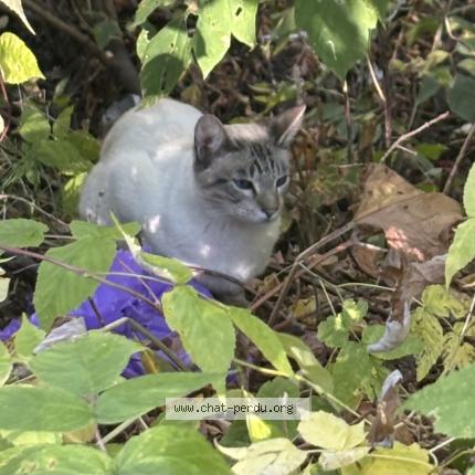 Photo 2/4 Found cat Found in Quebec