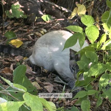 Photo 3/4 Found cat Found in Quebec