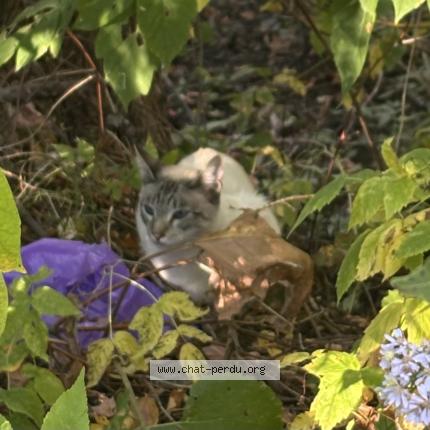 Photo 4/4 Found cat Found in Quebec