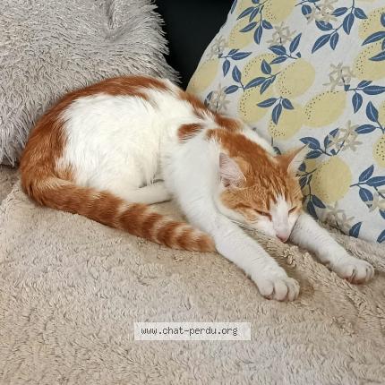 Photo 1/1 Sparrow Chat lost in Villefontaine