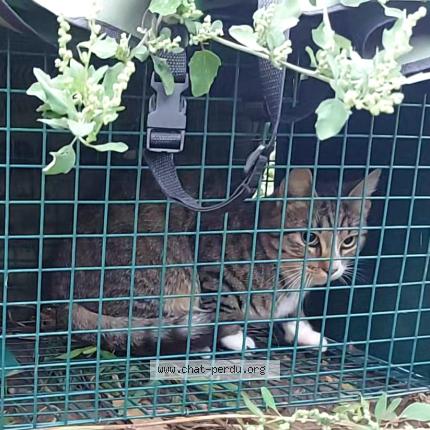 Photo 1/1 Found cat Found in Sauveterre saint denis