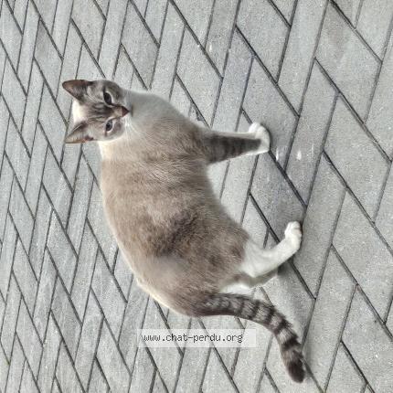 Foto 1/1 Kat teruggevonden Gevonden in Ghlin