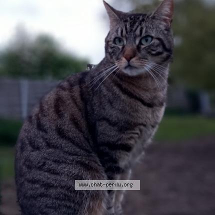 Photo 1/1 Rio Chat lost in Casteau