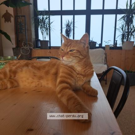 Photo 1/1 Cat reunited Lost in Genissieux