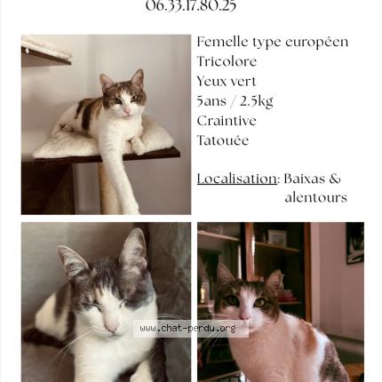 Photo 1/1 Yuki Chat lost in Baixas