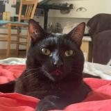 Picture of cat lost at Ivry Sur Seine