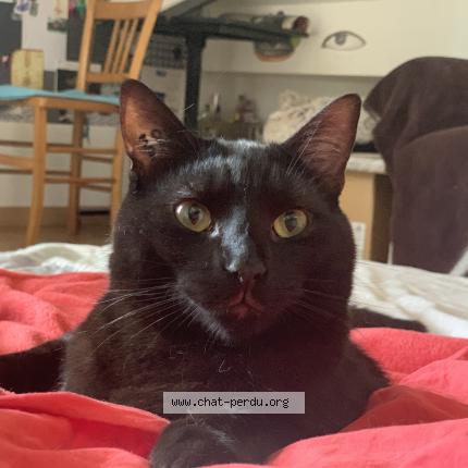 Photo 1/1 Didoum Chat lost in Ivry sur seine