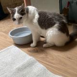 Picture of cat found at Villeneuve Sur Lot