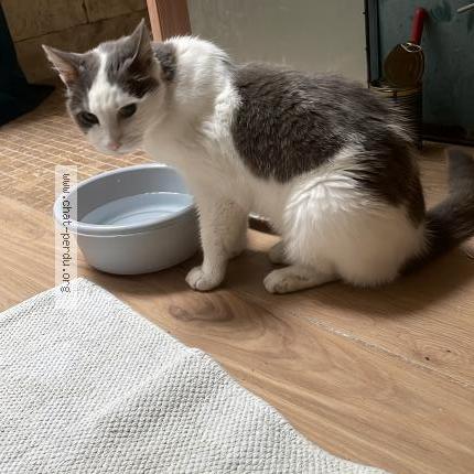 Photo 1/1 Found cat Found in Villeneuve sur lot