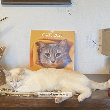 Photo 1/1 Maya Chat lost in Sauzet