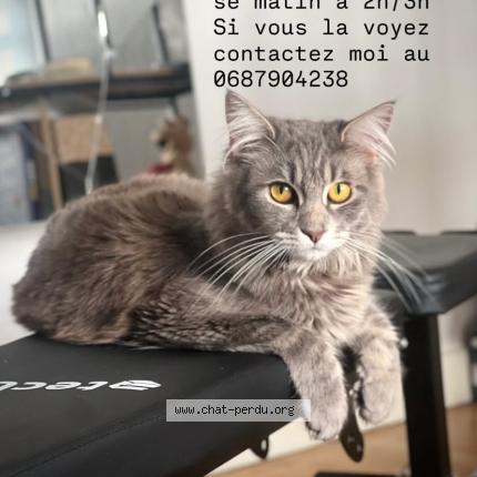 Photo 1/1 Zelda Chat lost in Annemasse