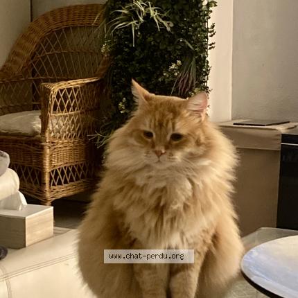 Photo 1/1 Rusty Chat lost in Mauguio